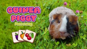 Guinea Piggy Match Online Puzzle Game