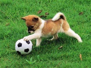 Dog Scene Puzzle Assembly